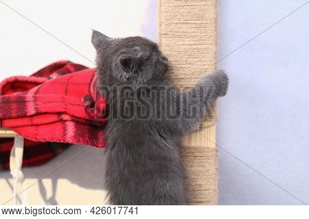 A Small Gray Kitten Climbs A Homemade Scratching Post Made Of Rope And A Rack. Sharpens Claws, Scrat
