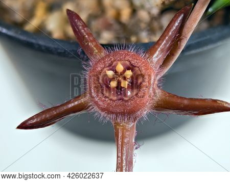 The Flower Of The Plant, The Succulent Stapelia (latin Name), The Birthplace Of Namibia And South Af