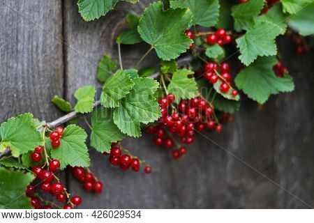 A Branch Of Red Currant. Ripe Red Currant Berries On A Branch Against The Background Of A Wooden Fen