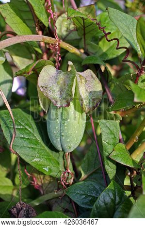 Cobaea Fruit. Cobaea Is A Genus Of Flowering Plants Including About 20 Species Of Rapid Growing, Orn