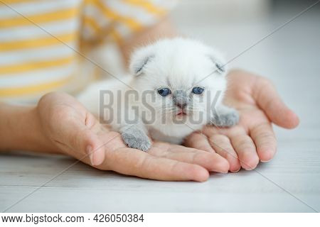 Cute Little Red Scottish Breed Kitten. High Quality Photo