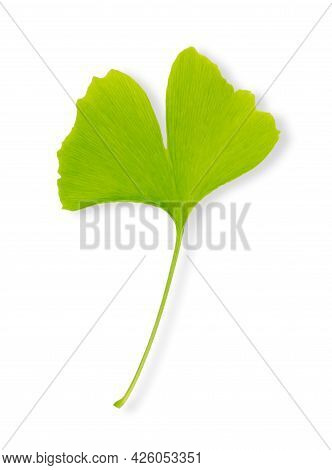 Single Green Ginkgo Leaf On White Background. Ginkgo Biloba, Also Gingko Or Maidenhair Tree, Officia