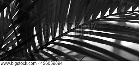 Black and white Palm leaf in tropical forest plants. Nature shadow light long horizonta background.