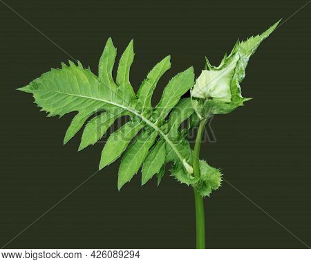 Close Up Of Lonely Cabbage Or Siberian Thistle  With Closed Flower Against A Dark Green Background. 