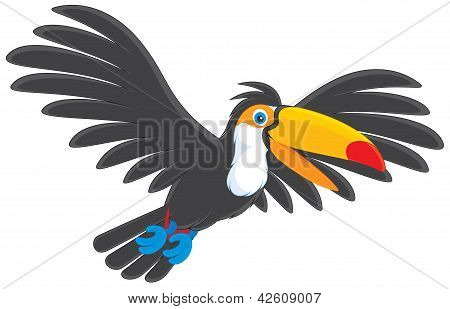 Toucan