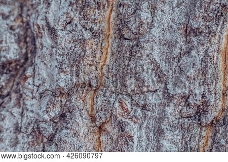 Close-up Shot Wood Tree Outer Bark In Wild Forest. Outermost Layer Of Dead Tissue On Surface Stem. B