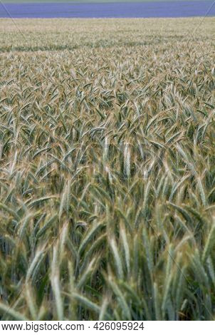 Field Of Cereal With A Field Of Centaurea Blooming In The Distance