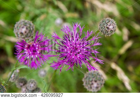The Centaurea Plant Blooming In A Meadow