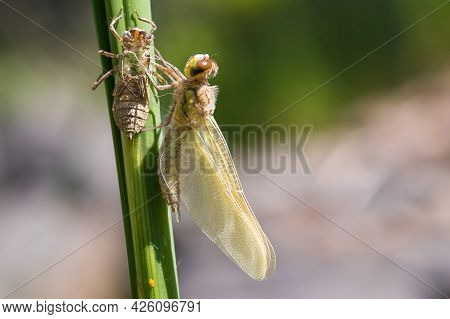 Dragonfly - Odonata On A Blade Of Grass Hatches From A Pupa. In The Background Is A Meadow With A Bl