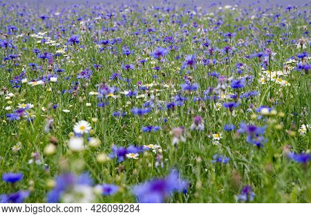 Centaurea And Mayweed Blooming In A Meadow