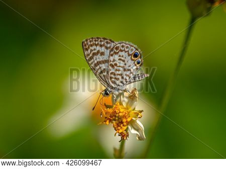A Striking And Beautiful Cassius Blue Resting On An Old Flower Head, Not Only Feeding, But Pollinati