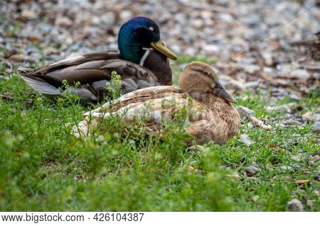 One Female Shoveller Resting On Grass Beside Mallard. Northern Shoveler. Anas Clypeata. Beauty In Na
