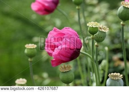 Red And Purple Poppy On A Dark Background