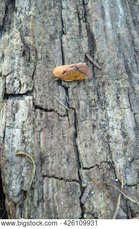 Pretty Detail Is Captured With This Top Down View Of A Spiny Oakwood Moth As It Sits On A Rough, Dry