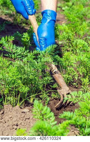The Farmer Rakes The Soil Around The Young Carrot. Close-up Of The Hands In Gloves Of An Agronomist 