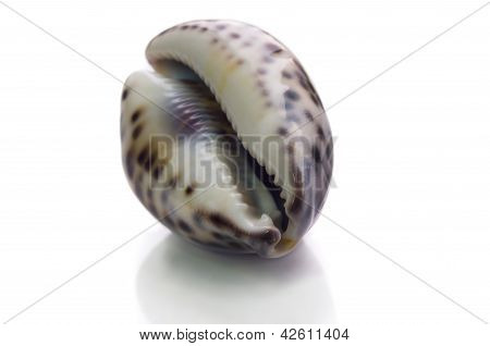 Shell auf weiÃŸem Hintergrund