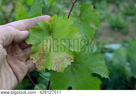 Light Yellow Spots On Leaves Of Grapes, Plant Affected By Fungal Disease Alternariosis