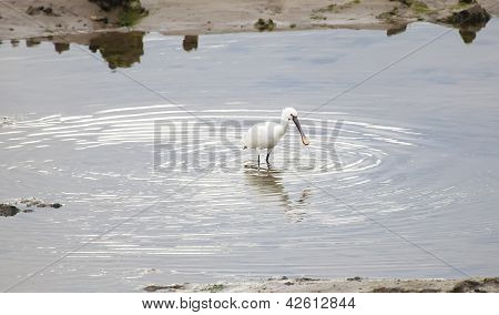 Egretta Garzetta, Santoï¿½a, Cantabria, Spain