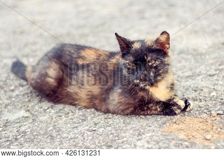 The Tortoiseshell Cat Lies On The Ground And Rests
