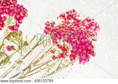 Pink yarrow flower with air bubbles