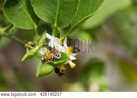 Honey Bee Or Apis Florea Bee Flying Collecting Pollen And Nectar Over White Flower Of Lime Tree In B