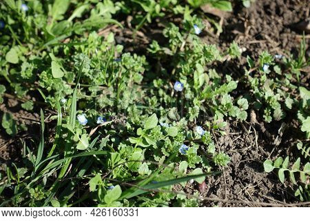 Flowering Veronica Polita Plant In Mid March
