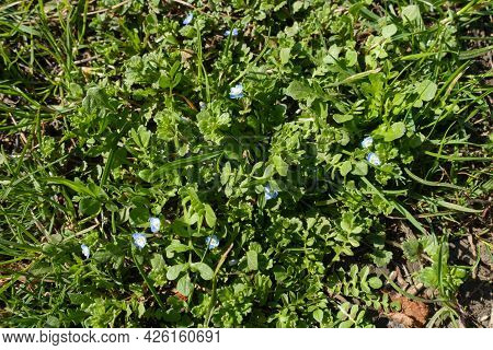 Fresh Green Foliage And Blue Flowers Of Veronica Polita In Mid March