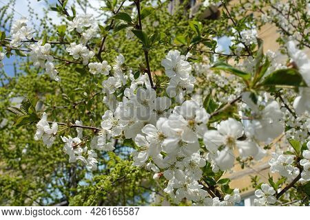 Blossoming Branches Of Cherry Tree In April