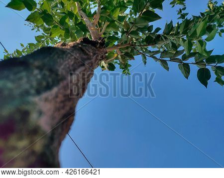 Bottom View Of Night Blooming Jasmine Flower Tree Or Parijat Flower Tree, Focus On Foreground. Pictu