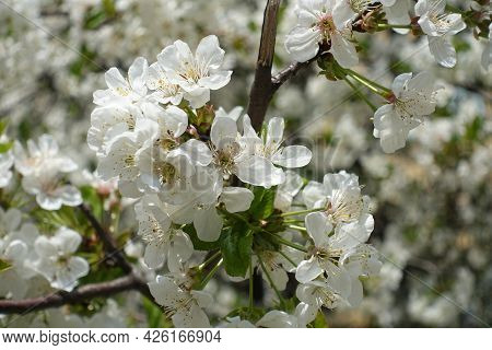 Bunch Of White Flowers Of Blossoming Cherry Tree In April