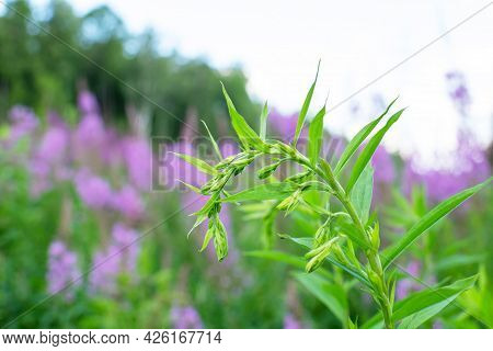 Growing Plant Blooming Sally, Wild Medicinal Herbal Tea Of Willow Plant Or Epilobium. Willow-herb, M