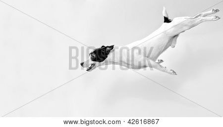 Larga duración Jack Russell Terrier en salto. Blanco y negro
