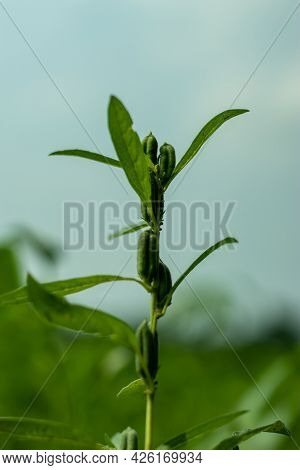 Sesame Or Til Is An Oilseed Crop, Sesamum Indicum Of The Family Pedaliaceae. The Seeds Are Yellowish