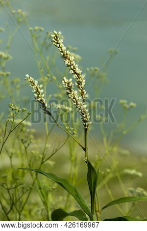 Pale Knotweed Or Pale Smartweed Is An Erect, Persistent Annual Plant With Long, Reddish Stems Up