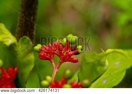 Flower Of Indian Snakeroot Or Devil Pepper Or Rauvolfia Serpentina