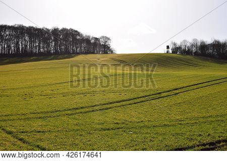 Green Hill In The Eifel During Spring With Bold Trees And Low Sun