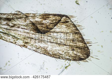 Ephestia Elutella, Wing Of Grain Moth With Scales Macro Close Up Under The Light Microscope, Magnifi