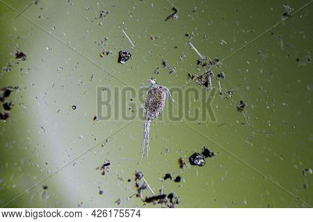 Copepod Cyclops Is Small Crustacean Found In Freshwater Pond. Zooplankton, Micro Crustacean Under Th