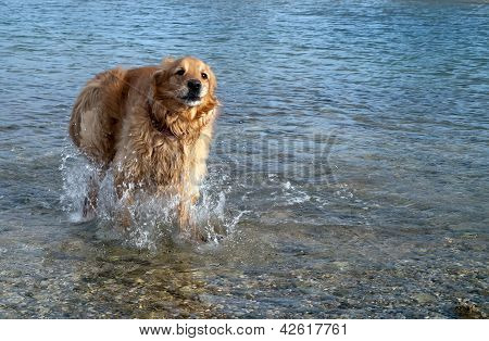 Hund ausfÃ¼hren