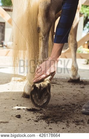 Girl Holding The Leg Of A Palomino Horse Cleaning Horse Hoof Outside The Horse Stable. Taking Out Du