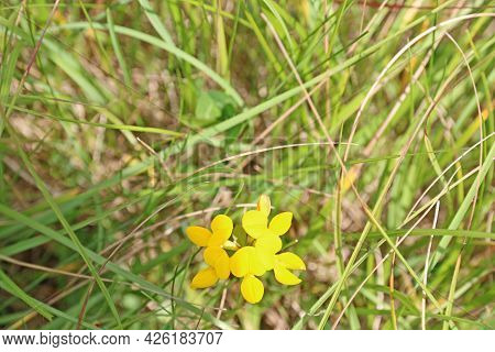 Birdsfoot Trefoil Wild Flower In A Field