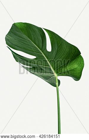 Monstera delicosa plant leaf on a white background mockup