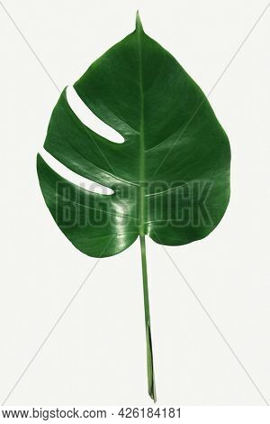 Monstera delicosa plant leaf on a white background mockup
