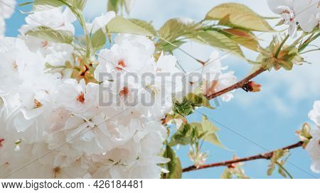 Yoshino Cherry blooming in the spring