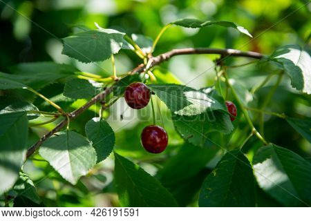 Red Ripe Cherry Berries Prunus Subg. Cerasus On Tree In Summer Vegetable Garden.