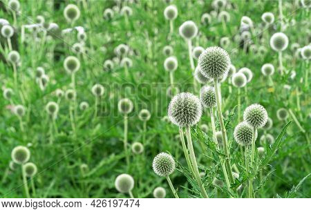 Echinops Or Thistle. Round And Spiky Flowers Of Echinops Sphaerocephalus (names: Glandular Globe-thi