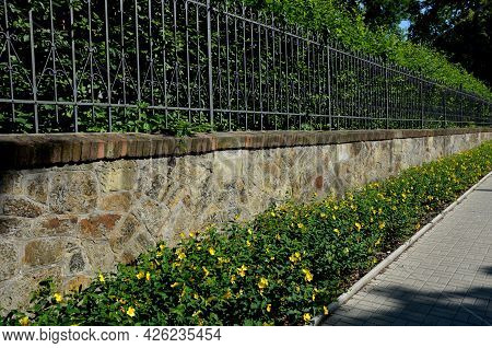 Along The Fence With A Brick Foundation Is A Flower Bed With St. John\'s Wort Bushes. The Forged Bla