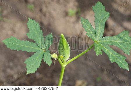 Abelmosch Edible, Or Okra (lat. Abelmoschus Esculentus) Is A Tropical Plant Of The Malvaceae Family