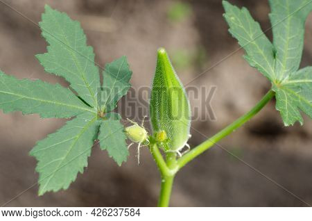The Fruit Of Abelmosch Edible, Or Okra (lat. Abelmoschus Esculentus) Close-up