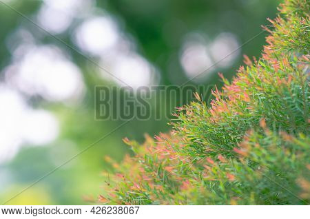 Focus And Blurred Photo Of Green And Red Color Honey Myrtle (melaleuca Linariifolia 'claret Tops') L